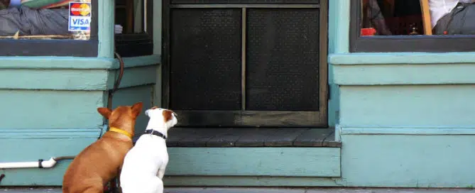 Pet Door Installation Gold Coast 4 Pet Door Installation Gold Coast photo